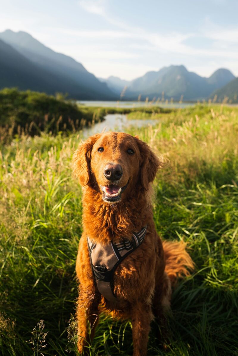 A golden retriever in a lush green field with mountains in the background.