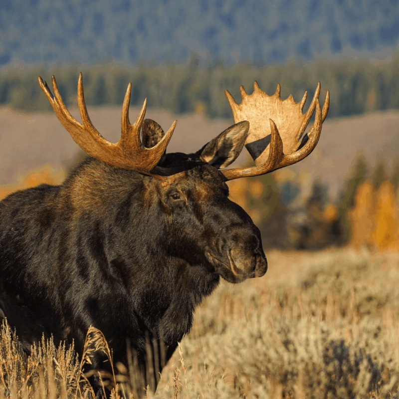 A moose in the valley of Yellowstone.