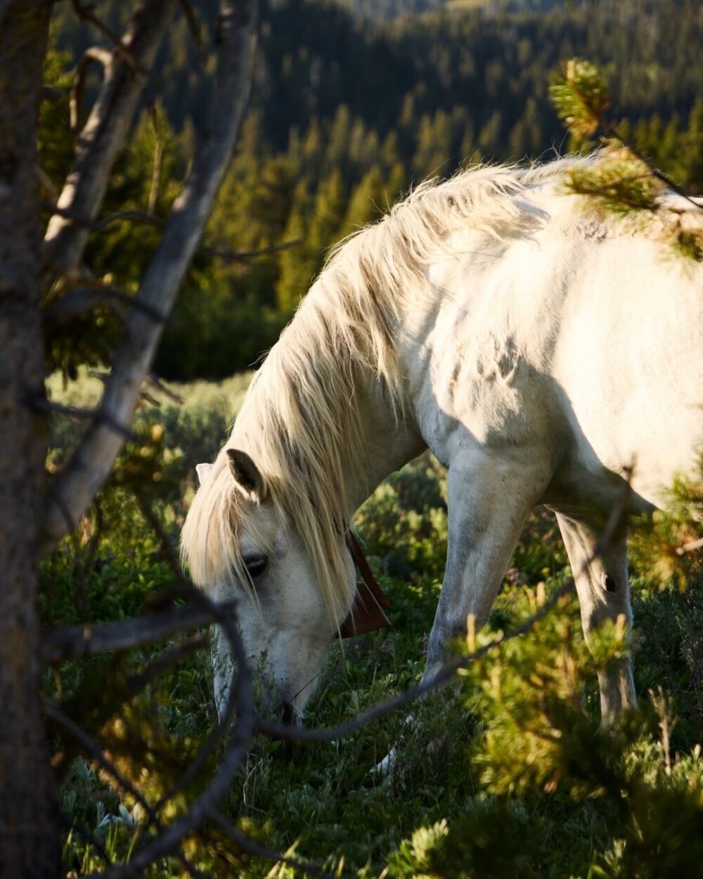 A horse in the woods.